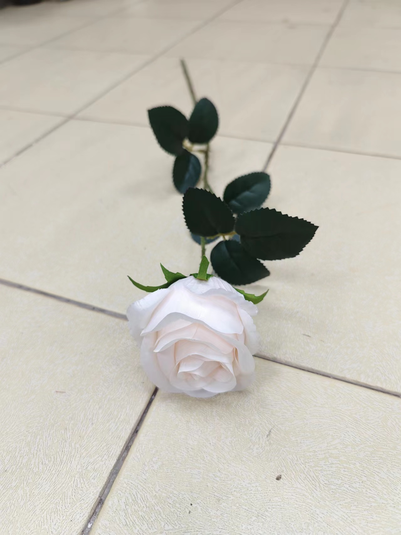 单支苞芯玫瑰花 - 图片 14