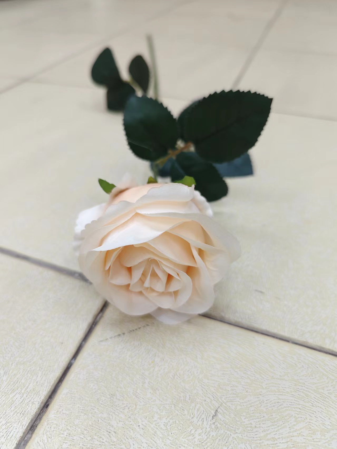 单支苞芯玫瑰花 - 图片 3