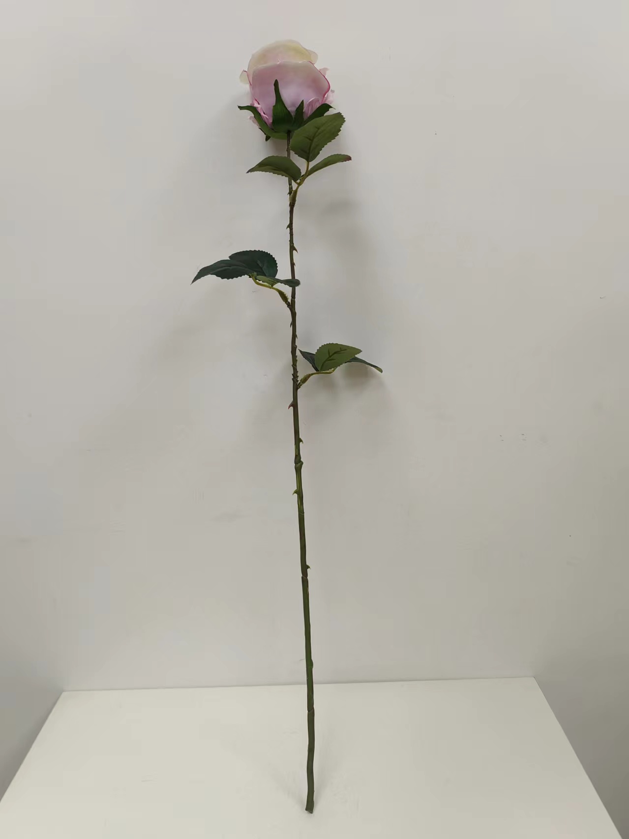 单支苞芯玫瑰花 - 图片 16