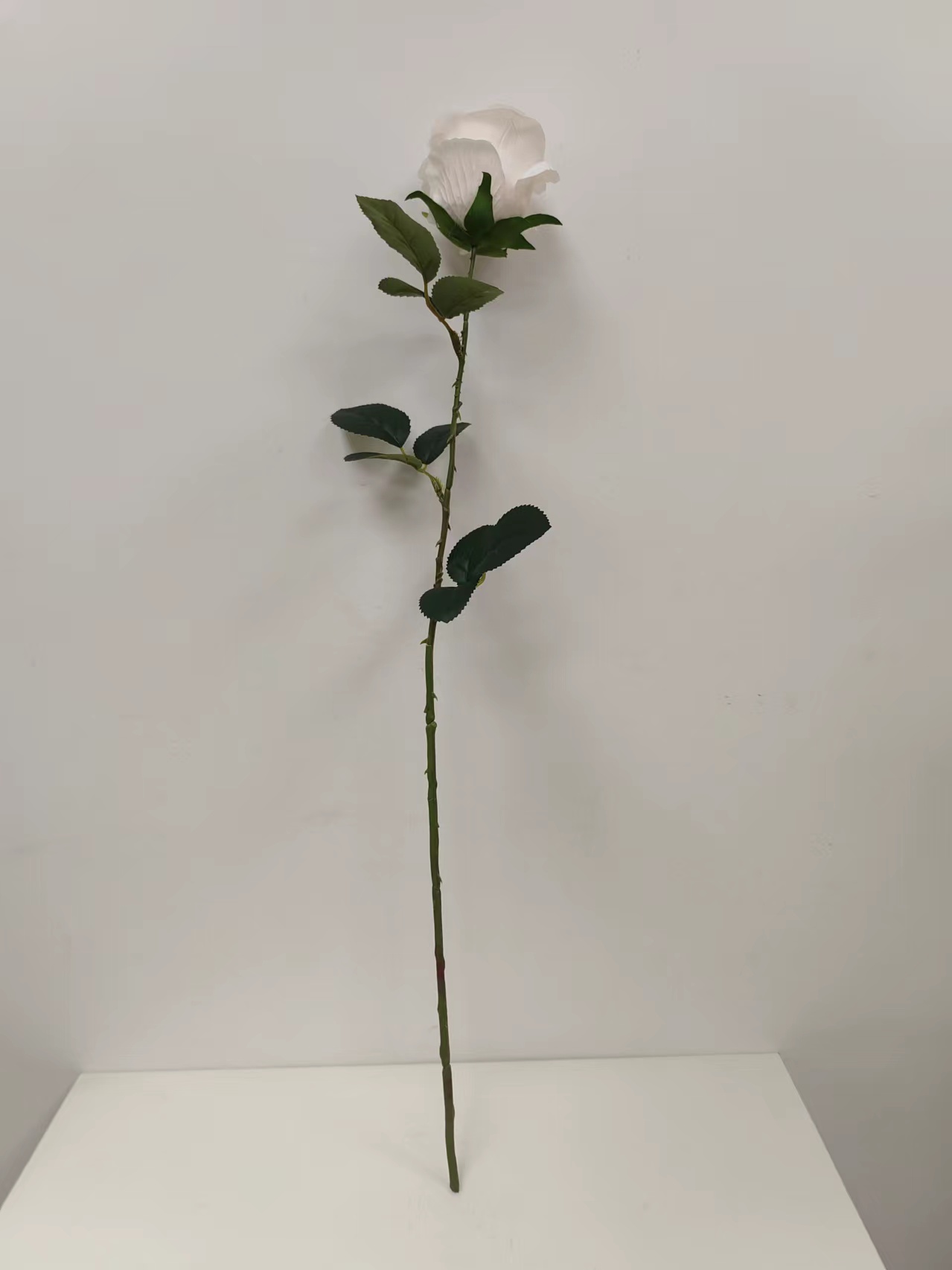 单支苞芯玫瑰花 - 图片 7