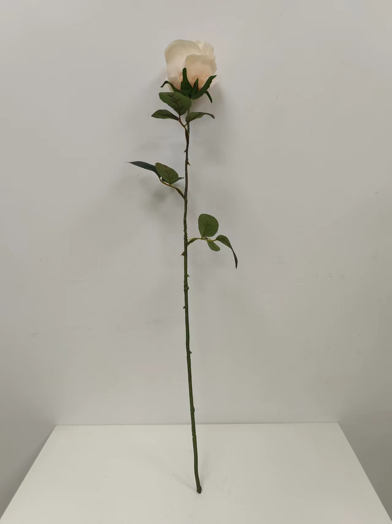 单支苞芯玫瑰花 - 图片 8